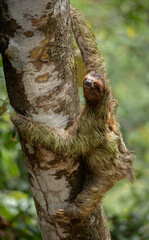 Three-toed sloth in the rainforest of Costa Rica  - obrazy, fototapety, plakaty