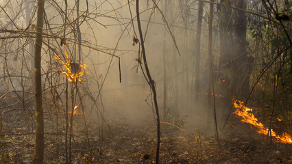 Wildfire burning Insect nest in tropical forest. - 774051551