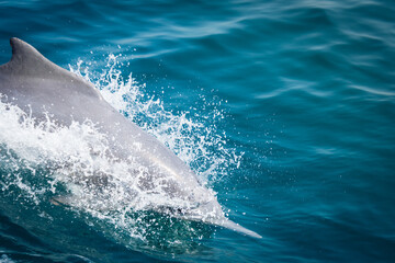 Dolphin in natural environment. Dolphin spotting watch sightseeing cruise tours in middle east.