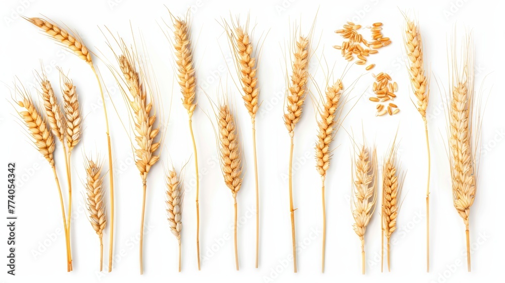 Fototapete package design element with clipping path of wheat ears or heads isolated on white background