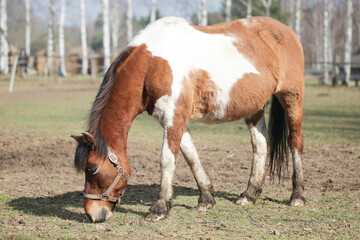 Naklejka na ściany i meble Brown horse on a field. Portrait of an animal. Horse with black mane. Shallow depth of field. Horse standing. Birch forest in the background. Searching for food on ground.