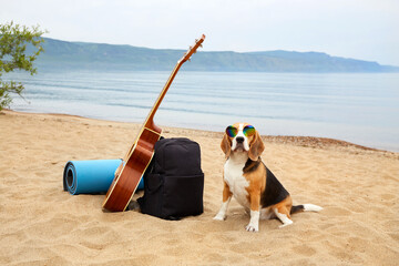 Beagle dog in sunglasses is sitting on a sandy beach by the sea. Next to a backpack, a guitar, a rug and things for outdoor recreation, hiking.