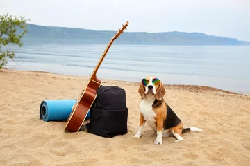 Photo sur Plexiglas Plage de Camps Bay, Le Cap, Afrique du Sud Beagle dog in sunglasses is sitting on a sandy beach by the sea. Next to a backpack, a guitar, a rug and things for outdoor recreation, hiking.