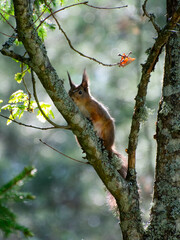 rotes Eichhörnchen im Baum
