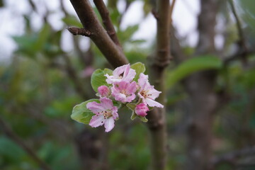 Apple tree, Apple blossoms