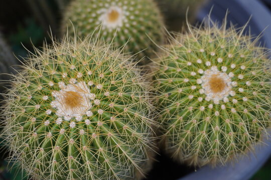 A vertical shot of golden barrel cactuses