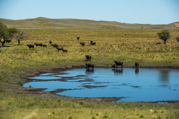 Water buffalo, Bubalus bubalis, in Pampasd Landscape,  La Pampa province, Patagonia.