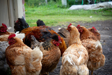 free chickens in the field