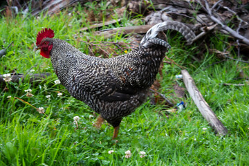 free roosters in the field