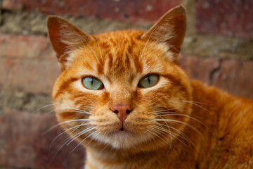 Naklejka na ściany i meble face of a cat orange