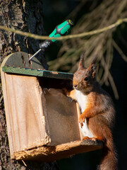 squirrel eating nuts at a feeding station