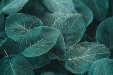 Verdant Botanical Backdrop: Close-Up of Textured Green Leaves