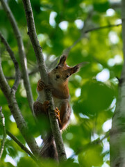 Obraz premium junges Eichhörnchen sitzend auf einem Ast mit direktem Blickkontakt