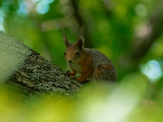 kleines Eichh&ouml;rnchen verborgen im Laub