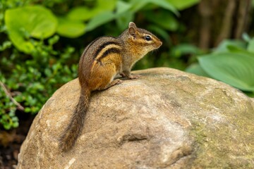 Small chipmunk waiting