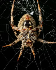 Cross Orb Weaver Spider