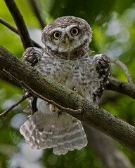Spotted owlet perching on a tree branch, vertical shot