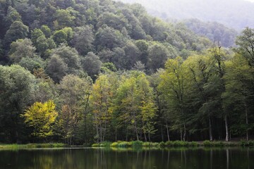 Aerial view of lake surrounded by dense trees