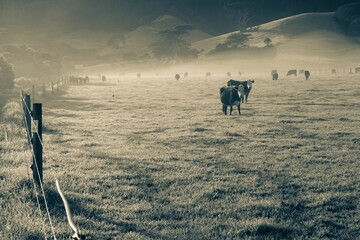 Herd of cows grazing in the countryside in early foggy morning