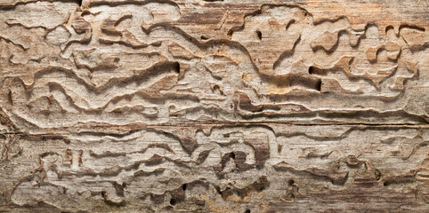 Woodworm holes and burrows pattern in tree trunk
