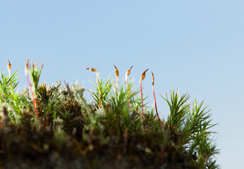 Macro of moss hummock