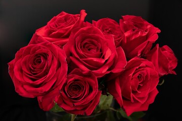 Close-up of red roses on a black background