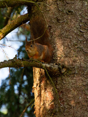 rotes Eichhörnchen am Tannenbaum