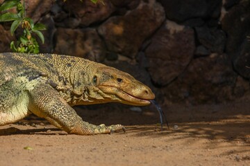 Closeup of a Komodo dragon lizard captured in Oasis Wildlife Park, Fuerteventura