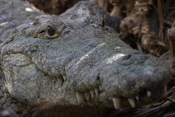 Closeup of an American crocodile skin texture captured in a wildlife park