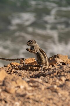 Vertical closeup of a squirrel, rodent standing on the edge of a rocky cliff