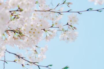 2024年4月の東京に咲いた桜の花