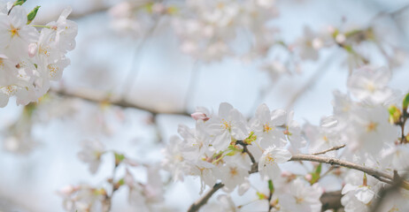 2024年4月の東京に咲いた桜の花