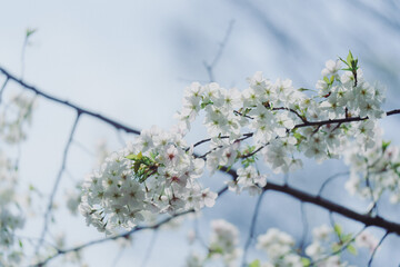 2024年4月の東京に咲いた桜の花