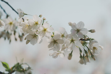 2024年4月の東京に咲いた桜の花