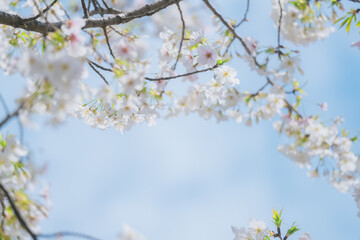 2024年4月の東京に咲いた桜の花