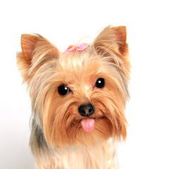 Yorkshire Terrier dog. Yorkie portrait on white background in studio. Cute puppy. 