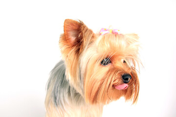 Yorkshire Terrier dog. Yorkie portrait on white background in studio. Cute puppy. 