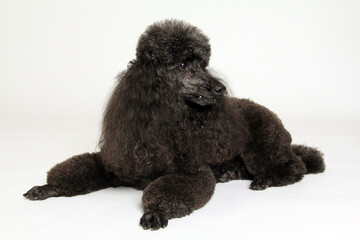 Black standard poodle portrait. Full body. Isolated on white. Purebred dog in studio.  - 774070993