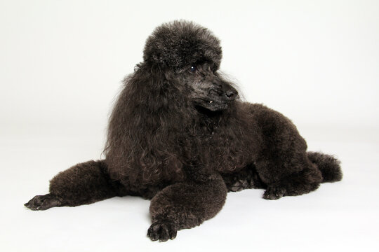 Black standard poodle portrait. Full body. Isolated on white. Purebred dog in studio. 