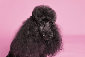 Black standard poodle portrait. Purebred dog in studio. Headshot on a pink background.  - 774071103