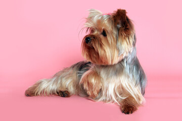 Yorkshire terrier dog photographed in studio. Little groomed yorkie portrait.  - 774071123