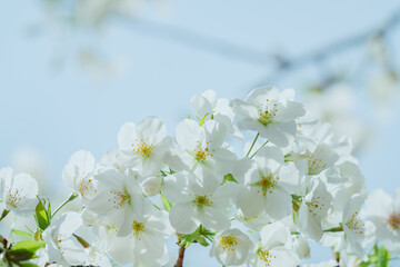 Fototapeta na wymiar 2024年4月の東京に咲いた桜の花