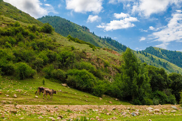 Fototapeta na wymiar Two cows are peacefully grazing in a lush grassland under a beautiful blue sky, with majestic mountains in the background