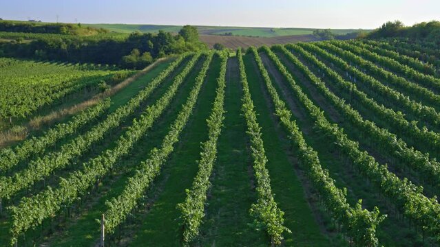 Vineyard with Hibernal near Cejkovice, Southern Moravia, Czech Republic
