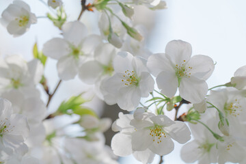 2024年4月の東京に咲いた桜の花