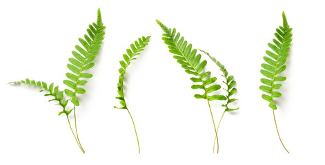 set / collection of fresh green fern leaves isolated over a transparent background, cut-out floral nature, forest, garden, or floristry design elements, top view / flat lay, PNG - obrazy, fototapety, plakaty