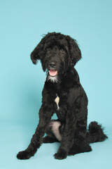 Black labradoodle dog in studio portraits. Mixed breed Doodle. Poodle and Labrador cross breed. 