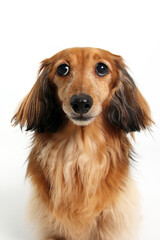 dog, dachshund, pet, canine, animal, breed, purebred, longhair, longhair dachshund, doggy, portrait,  - 774073508