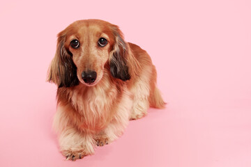 dog, dachshund, pet, canine, animal, breed, purebred, longhair, longhair dachshund, doggy, portrait,  - 774073559