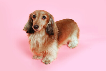 dog, dachshund, pet, canine, animal, breed, purebred, longhair, longhair dachshund, doggy, portrait,  - 774073593